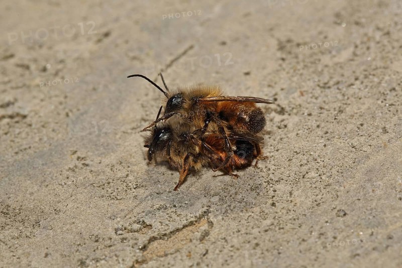 Red mason bee