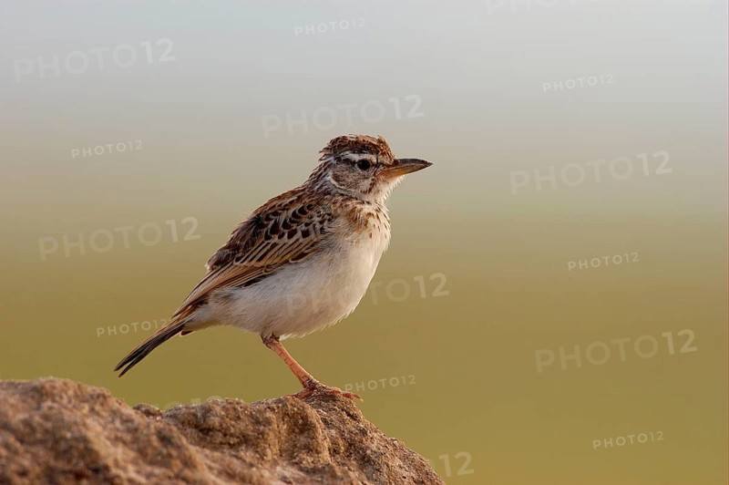 Red-capped lark