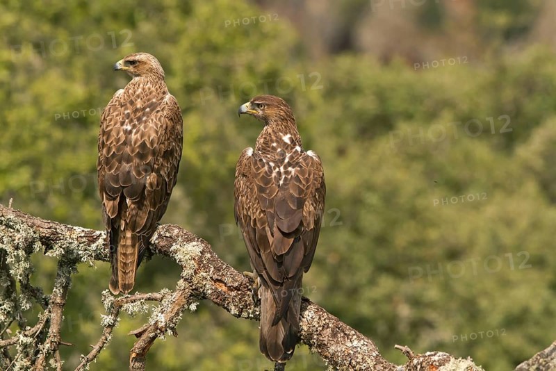 Bonelli's Eagle