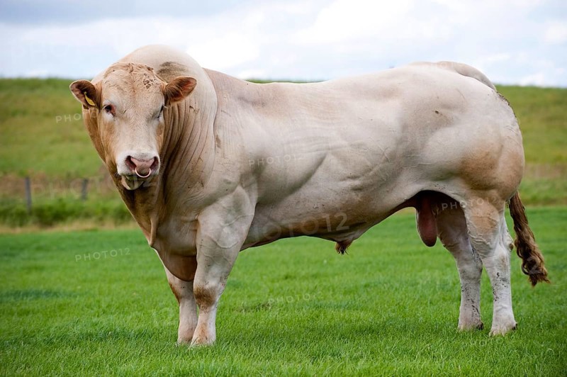 Domestic cattle