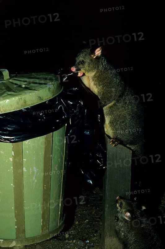Common common brushtail possum