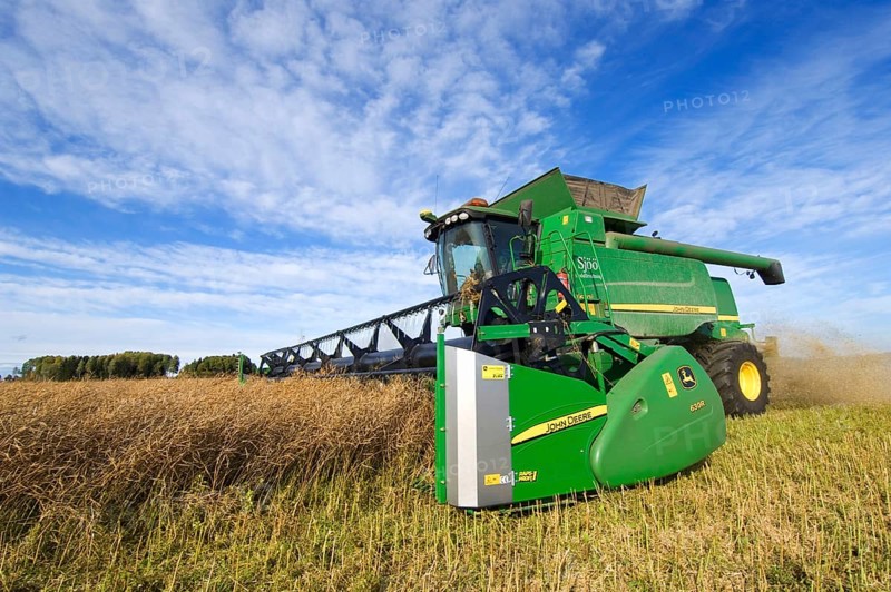 Oilseed rape