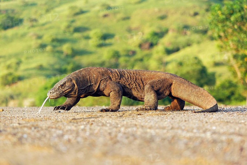 Adult komodo dragon