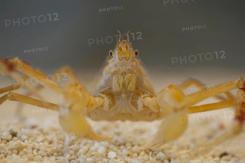 Kelp Spider Crab