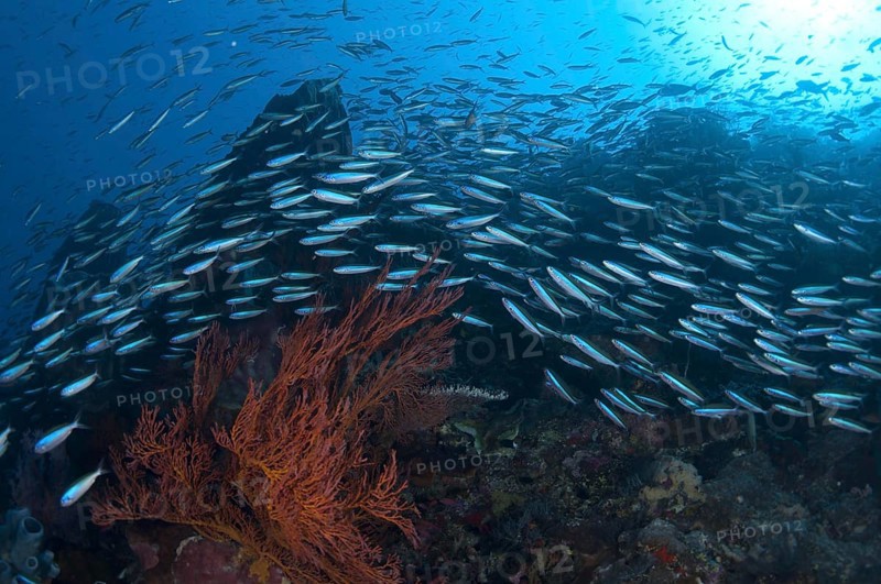 Blue-striped Fusiliers