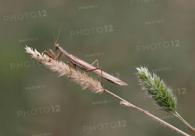 European Praying Mantis