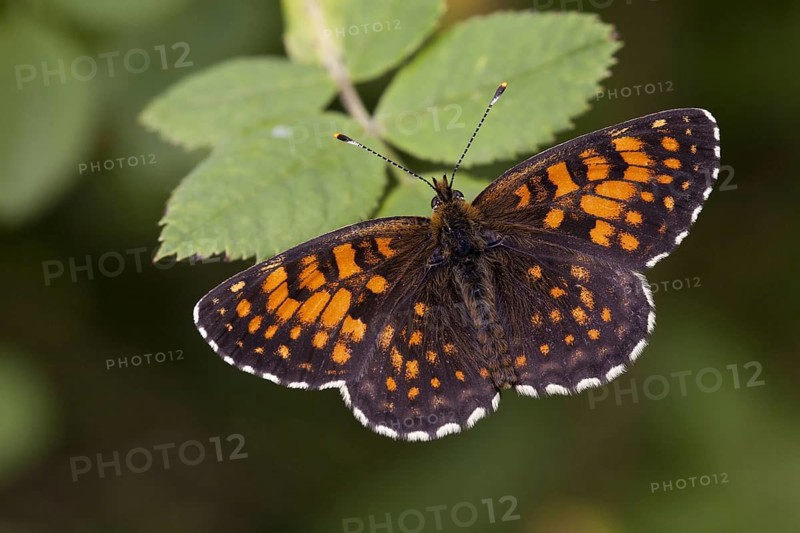 False heath fritillary