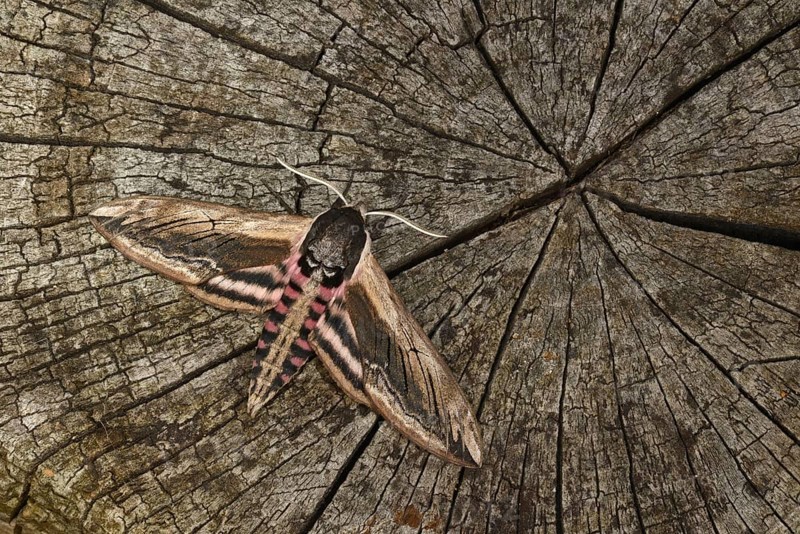 Privet Hawkmoth