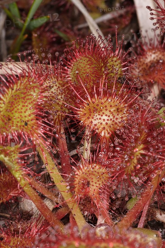 Common sundew