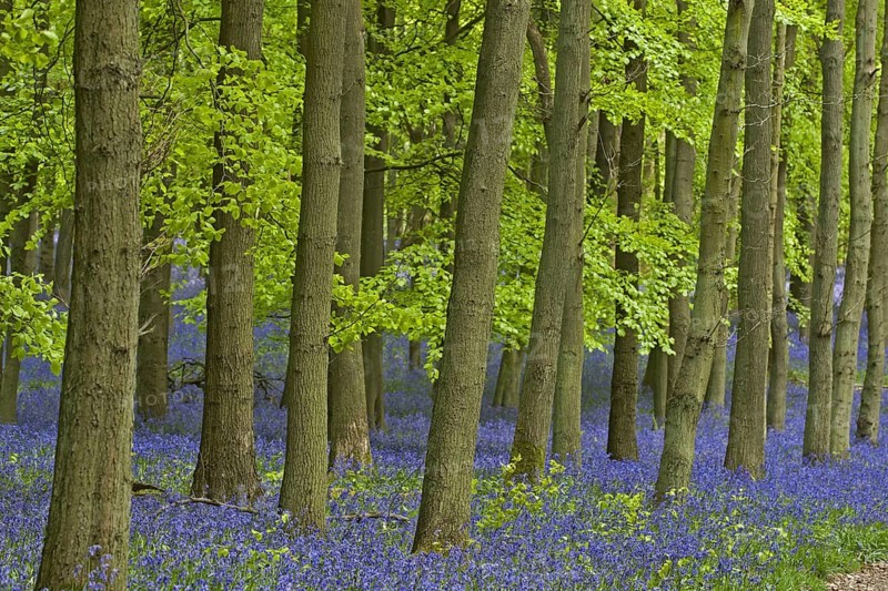 Hyacinthoides non-scripta