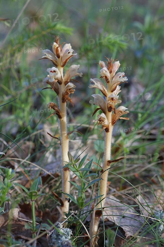 Clove-scented Broomrape