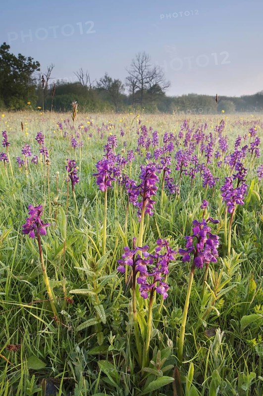 Green-winged Orchid