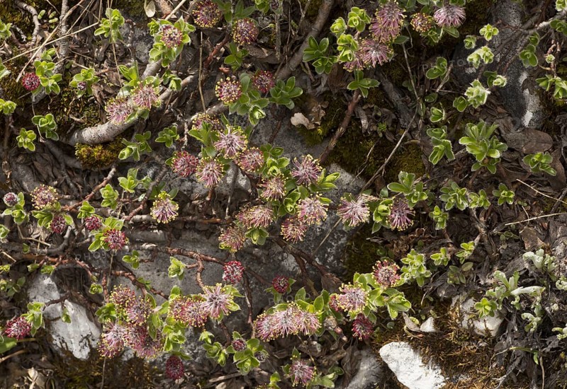 Alpine willow