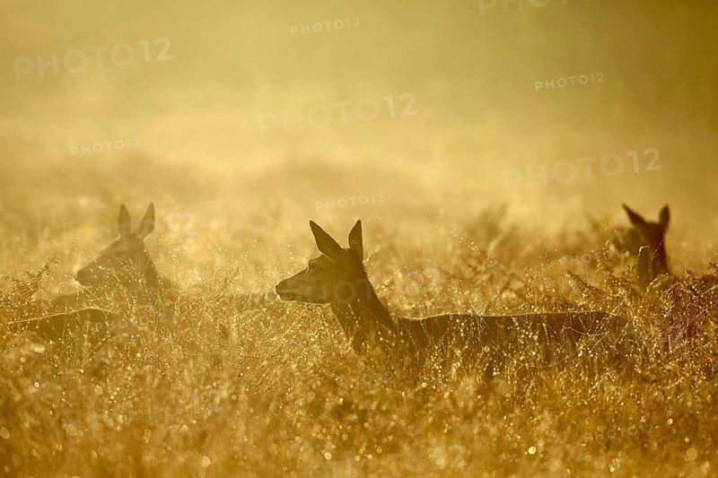 Red deer