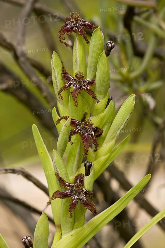 Flowering black flag
