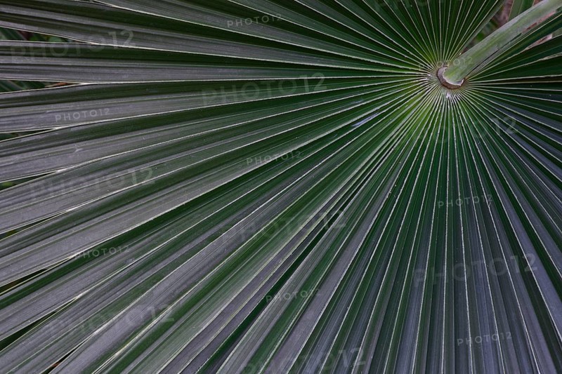 Silver-white silver palm Coccothrinax argentea