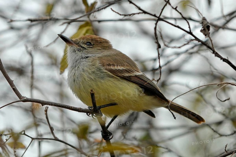 Broad-billed Flycatcher
