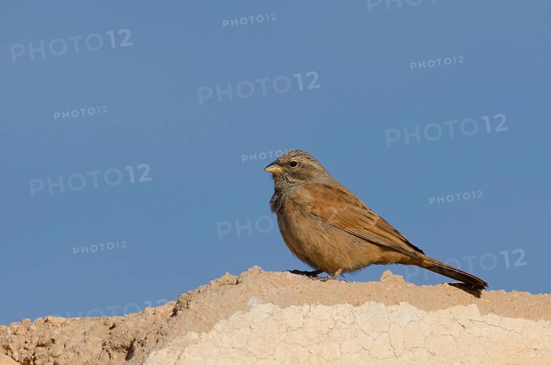 House bunting