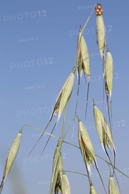Hairy hairy brome
