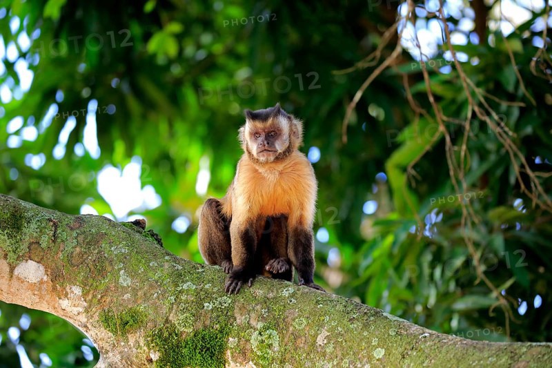 Brown Capuchin