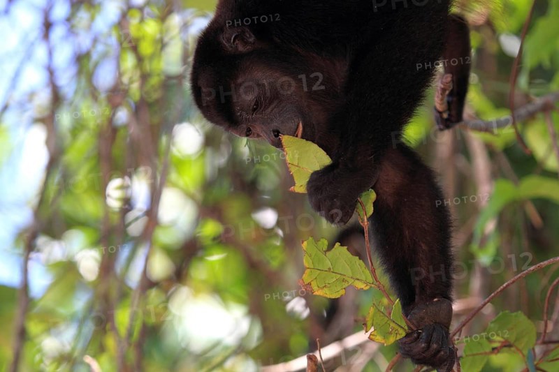Mantled howler monkey