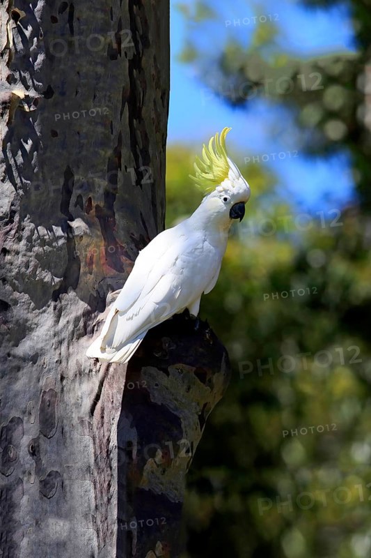 Sulphur-crested cockatoo