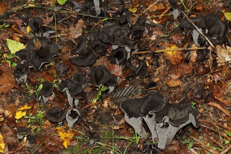 Autumn Trumpet