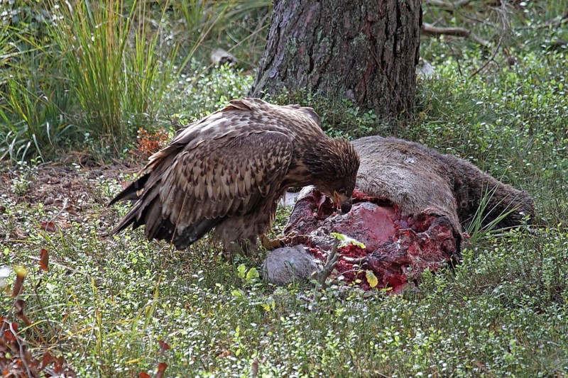 White-tailed eagle juv. at the nest