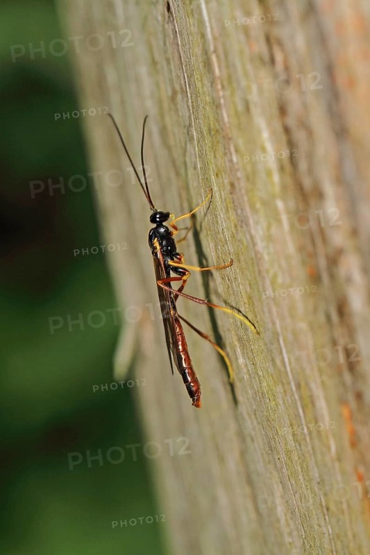 Sickle wasp