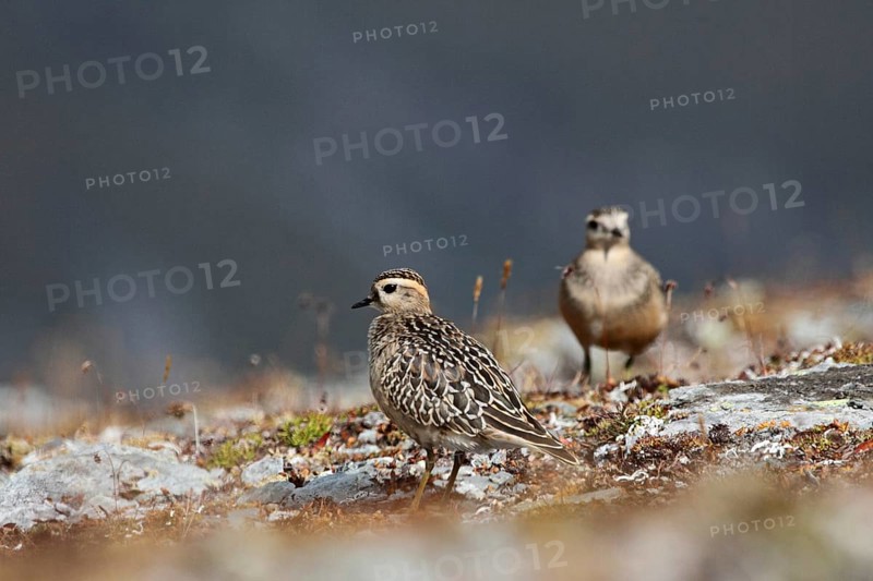 Mornell's plover