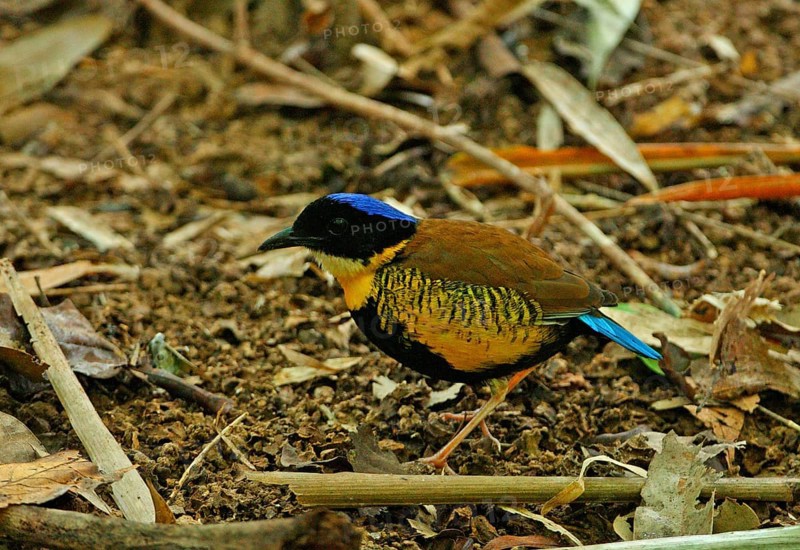 Gurney's Pitta