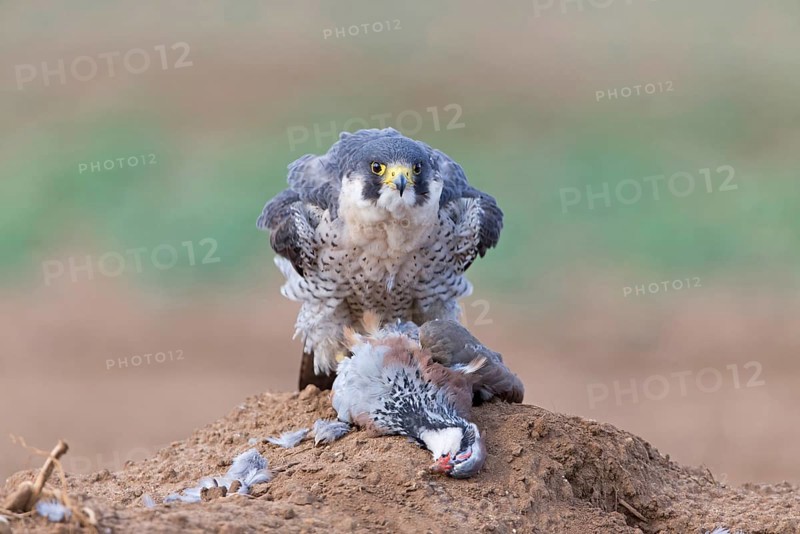 Adult peregrine falcon