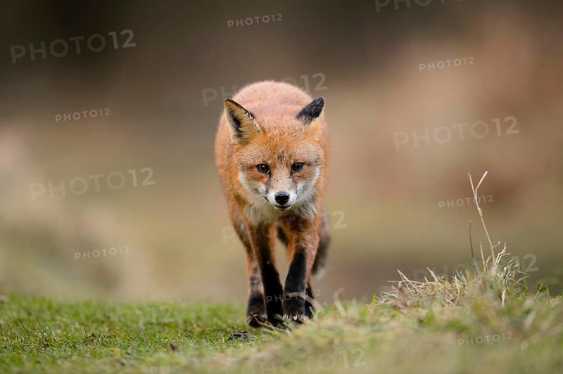 Red fox