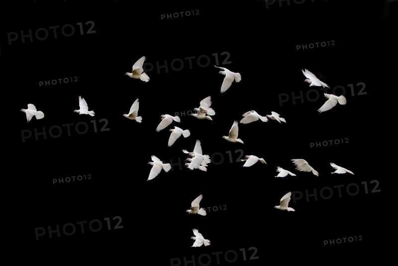 White adult domestic pigeon