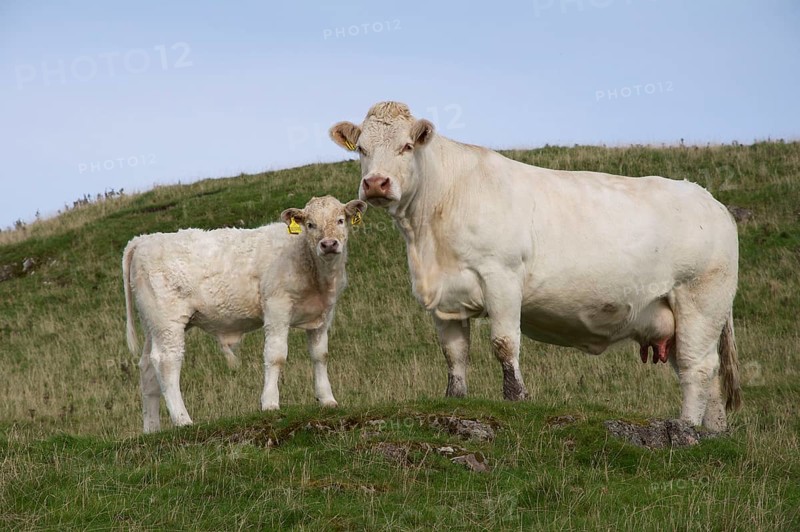 Domestic Cattle