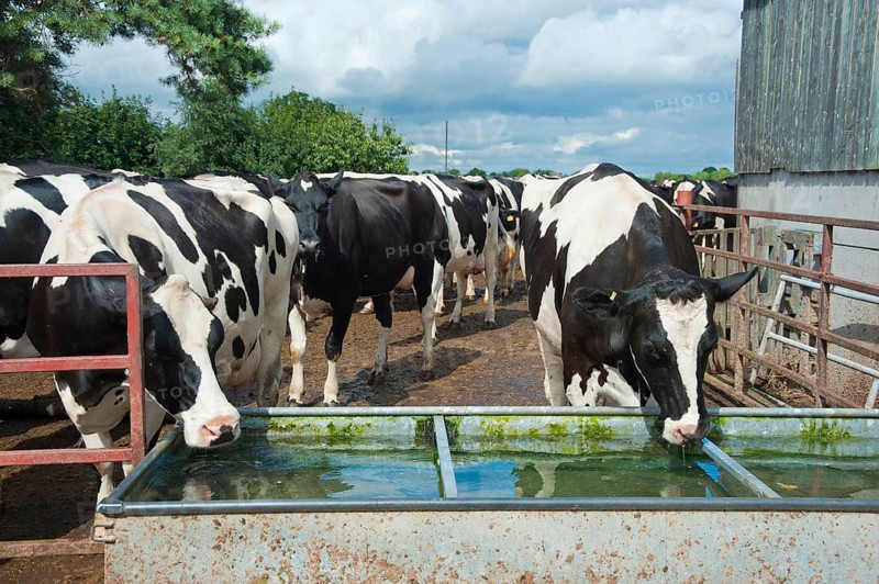 Domestic cattle