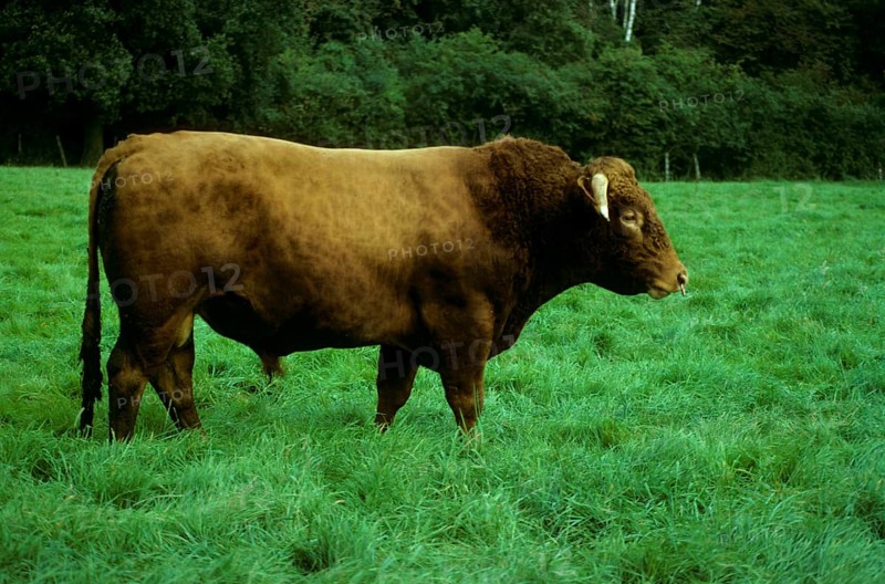 Cattle