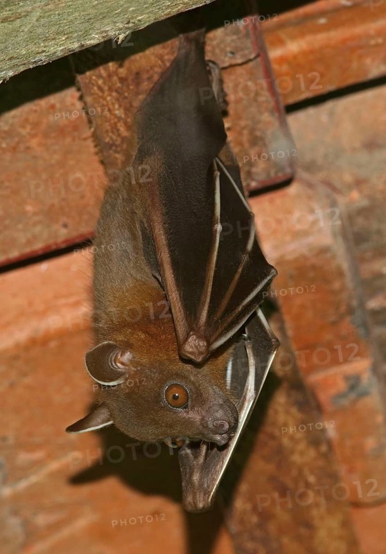 Greater Short-nosed Fruit Bat