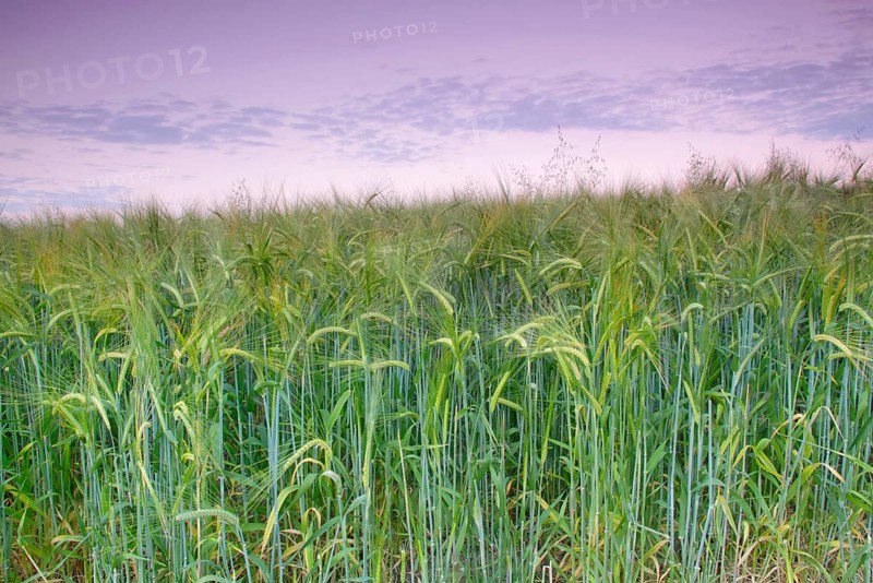 Barley