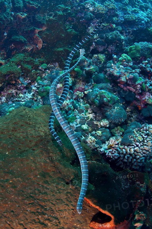Adder flat-tail