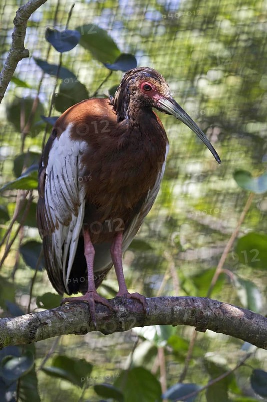 Maned Ibis