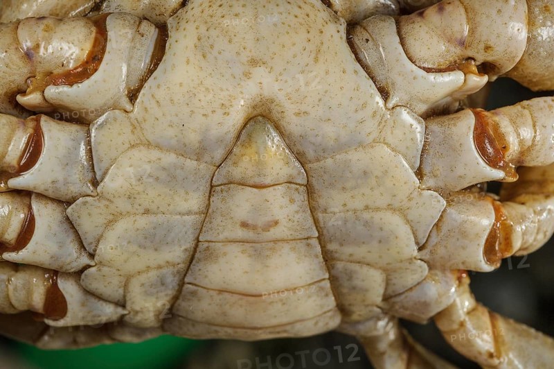 Freshwater Crab