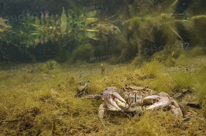 Freshwater Crab