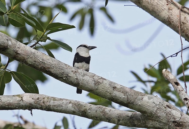 White-necked Puffbird