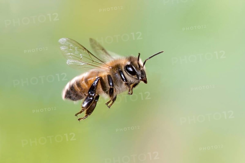 Western Honey Bee