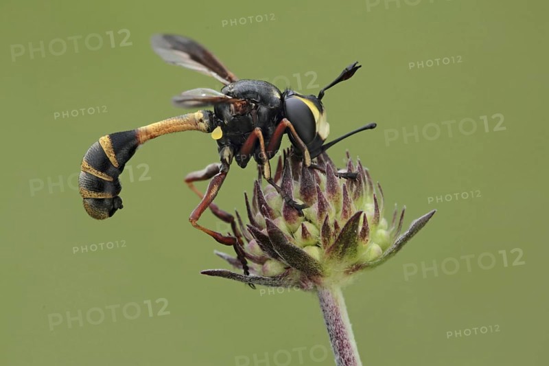 Thick-headed Conopid Fly