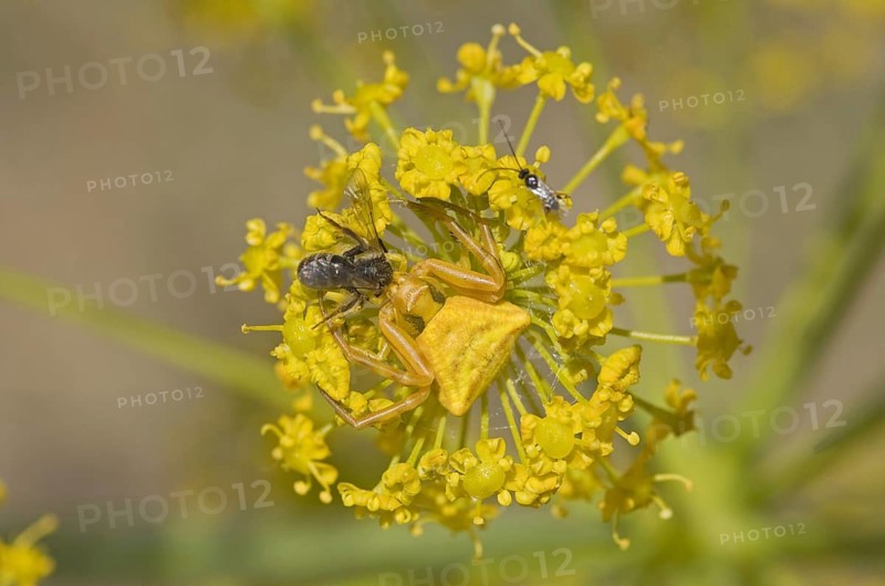 Crab spider adult
