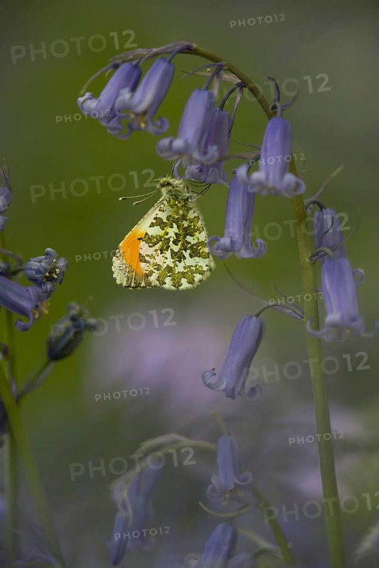 Orange-tip Butterfly