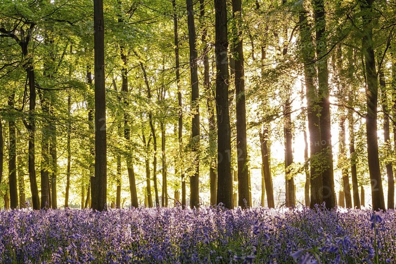Bluebell