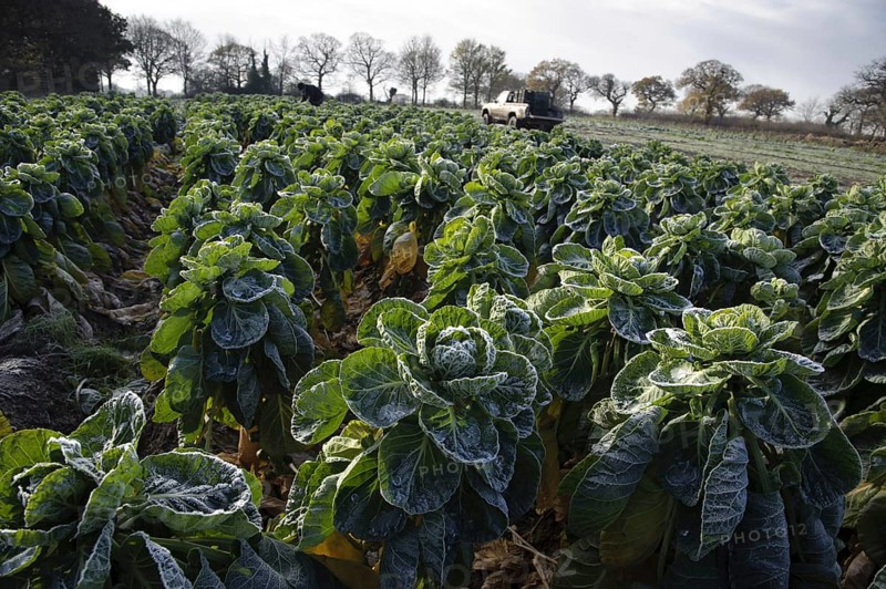 Brussels Sprout
